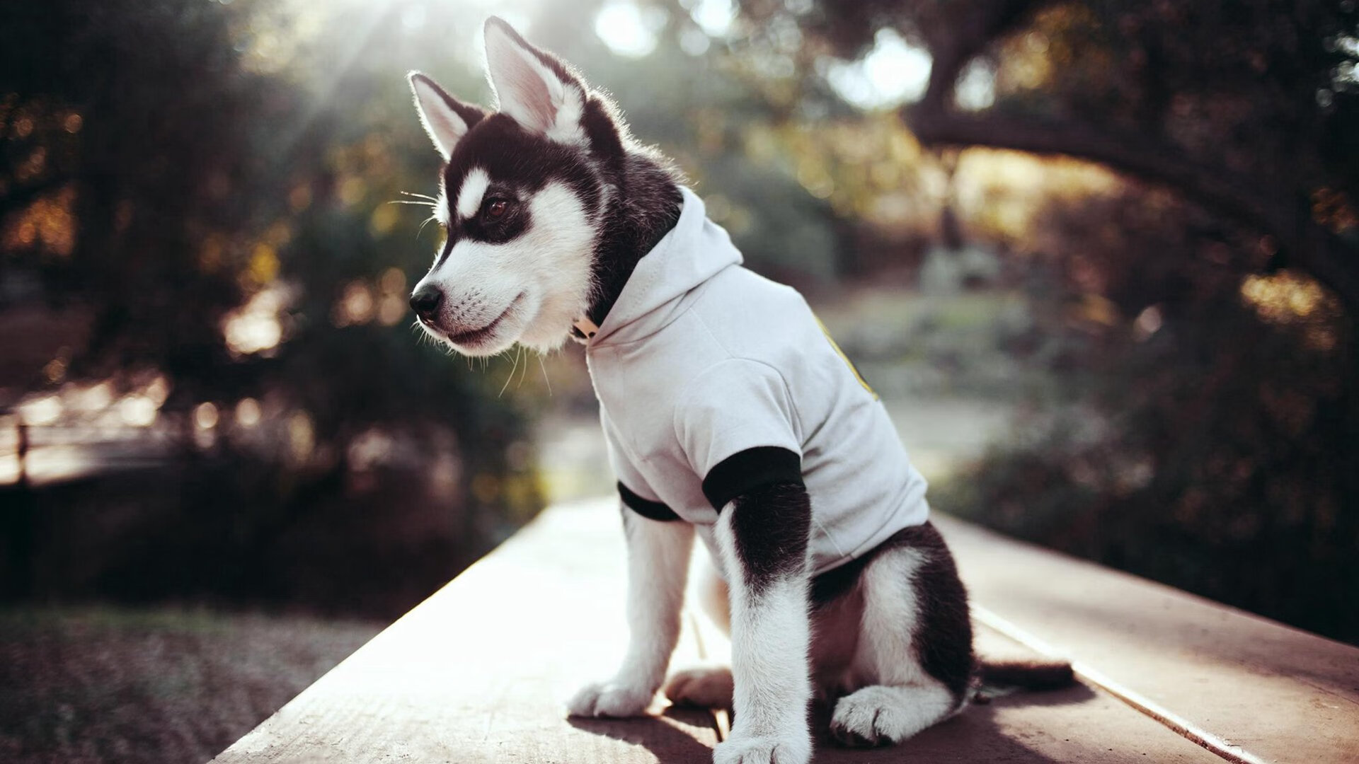 引擎轰鸣与篮球撞击，从F1新赛季揭幕到广厦掀翻鹈鹕，看见速度与意志的双重奏